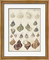 Seashell Synopsis I Fine Art Print
