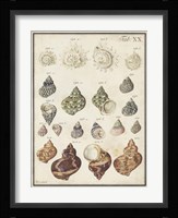 Seashell Synopsis I Fine Art Print