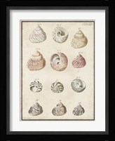 Seashell Synopsis II Fine Art Print