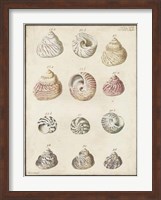 Seashell Synopsis II Fine Art Print