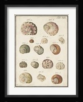 Seashell Synopsis III Fine Art Print