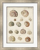 Seashell Synopsis III Fine Art Print