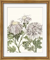 Early Spring Chrysanthemums I Fine Art Print