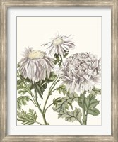 Early Spring Chrysanthemums I Fine Art Print