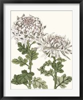 Early Spring Chrysanthemums II Fine Art Print
