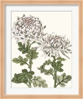 Early Spring Chrysanthemums II Fine Art Print