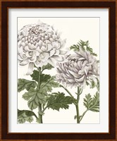 Early Spring Chrysanthemums III Fine Art Print