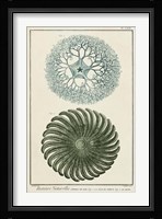 Ocean Oddity I Fine Art Print