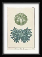 Ocean Oddity III Fine Art Print