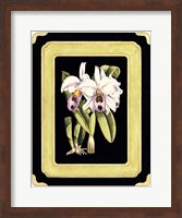 Orchids on Black II Fine Art Print