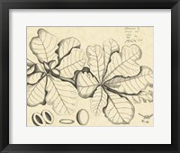 Vintage Leaf Study I Fine Art Print