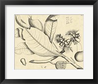 Vintage Leaf Study II Fine Art Print