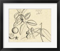 Vintage Leaf Study III Fine Art Print