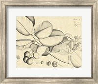 Vintage Leaf Study IV Fine Art Print