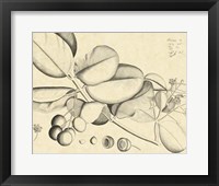 Vintage Leaf Study IV Fine Art Print