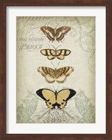 Cartouche & Butterflies II Fine Art Print