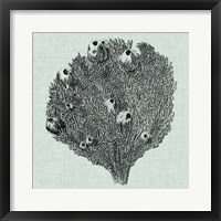 Serene Coral IV Fine Art Print