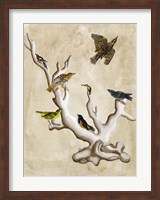 The Ornithologist's Dream III Fine Art Print