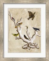 The Ornithologist's Dream III Fine Art Print