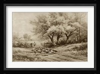 Herding Sheep Fine Art Print