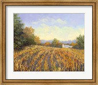 Corn Rows Fine Art Print