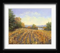 Corn Rows Fine Art Print