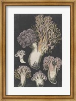 Genus Clavaria I Fine Art Print