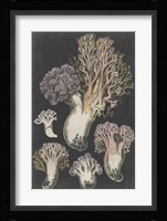 Genus Clavaria I Fine Art Print