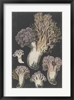 Genus Clavaria I Fine Art Print