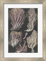 Genus Clavaria II Fine Art Print