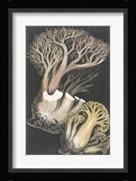 Genus Clavaria III Fine Art Print