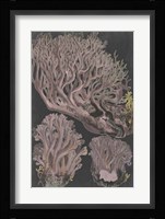 Genus Clavaria IV Fine Art Print