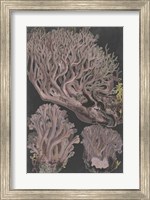 Genus Clavaria IV Fine Art Print