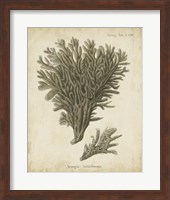 Esper Antique Coral III Fine Art Print