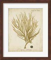 Esper Antique Coral IV Fine Art Print