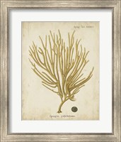 Esper Antique Coral IV Fine Art Print