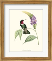 Hummingbird & Bloom II Fine Art Print