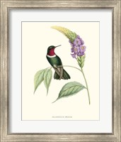 Hummingbird & Bloom II Fine Art Print