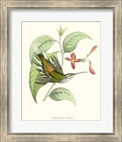 Hummingbird & Bloom III Fine Art Print