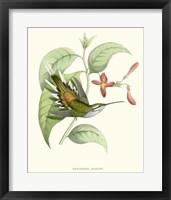 Hummingbird & Bloom III Fine Art Print