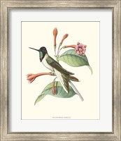 Hummingbird & Bloom IV Fine Art Print