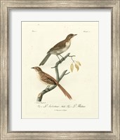 Antique French Birds I Fine Art Print
