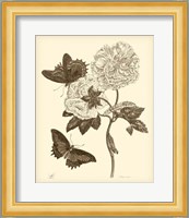 Nature Study in Sepia IV Fine Art Print