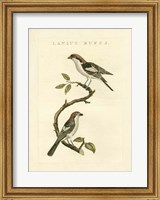 Nozeman Birds I Fine Art Print