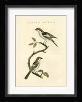 Nozeman Birds I Fine Art Print