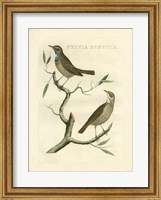 Nozeman Birds II Fine Art Print