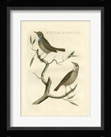 Nozeman Birds II Fine Art Print