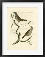 Nozeman Birds II Fine Art Print