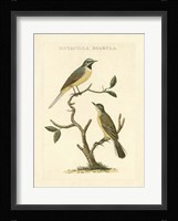 Nozeman Birds III Fine Art Print
