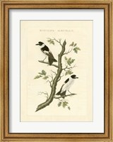 Nozeman Birds IV Fine Art Print